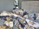 Комплект постільної білизни Комфорт Текстиль Глорія cotton (Полуторний) - зображення 1