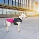 Попона для тварин Pet Fashion ROY XL малиново-сіра (4823082432929) - зображення 7