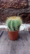 Кактус Ferocactus 2 GreenLife контейнер 4 см - изображение 1