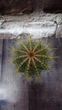 Кактус Ferocactus 2 GreenLife контейнер 4 см - изображение 2