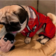 Дождевик для собак с капюшоном dog face красный M размер - изображение 4