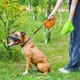 Поводок для собак WAUDOG R-leash с контейнером для пакетов L до 40 кг 5 м оранжевый (26294) - изображение 7