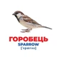 Набор развивающих карточек Гений с пеленок "Птицы Украины" Ранок 10107193У, 17 карточек - изображение 2
