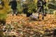 Grabie do zbioru liści Fiskars Xact XXL 615 mm (1027036) - obraz 6