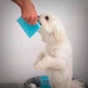 Dog Sponge 2 в 1 - гипоаллергенный сухой шампунь для собак с экстрактом овса нанесенный на губку - изображение 3