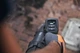 Воздуходув Husqvarna 550iBTX (9676811-03) - изображение 10