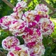 Саженцы Яскрава Роза плетистая Ваниль Фрейз (Vanille Fraise) (35260) - изображение 3