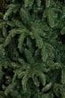 Ель 2,30 м Abies Nordmann de Luxe зеленая - изображение 4