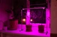LED Лампа для растений DUO Bicolor на подоконник. Фито лампа для комнатных растений, рассады, цветов, орхидей, микрозелени. - изображение 4