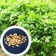 Любисток лекарственный семена 0,25 гр. (прибл 80 шт) (Levisticum officinale) зимний сельдерей - изображение 5