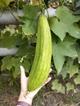 Люфа семена (20 шт) (Luffa aegyptiaca) кабачок губка тыква мочалка вьетнамская люфа египетский оргурец - изображение 7