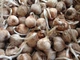 Шафран посівний цибулини 1 кг (Crocus sativus) шафрановий крокус осінній насіння морозостійкий для спеції - зображення 3