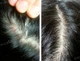Маска-пілінг для шкіри голови з чайним деревом La'dor Tea Tree Scalp Clinic Hair Pack 200 g - зображення 2