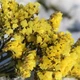 Семена Статица Летнее солнце, 0,2 г (Семена Украины) - изображение 3