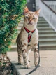 Шлейка для собаки Pet & Co анатомічна GUCCI бджола S Ш 15 мм зелена-червона - зображення 2
