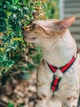 Шлейка для собаки Pet & Co анатомічна GUCCI бджола S Ш 15 мм зелена-червона - зображення 3