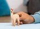 Чарівна лама єдиноріг малюк Schleich 70761 - изображение 2