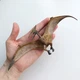 Динозавр Птеранодон / Pteranodon Papo 55006 - изображение 4