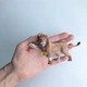 Молодий лев Schleich 14374 - изображение 2