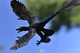 Динозавр мікрораптор Microraptor CollectA 88875 - изображение 3