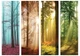Флизелиновые фотообои лес 254x184 см (11684V4)+клей - изображение 2