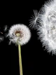 Флизелиновые фотообои в спальню цветы 206x275 см Белые одуванчики на черном фоне (125VEA) +клей - изображение 2