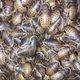Аргентинські таргани кормові ( Blaptica Dubia ) - Живий корм для рептилій, птахів, їжаків, комахоїдних тварин 3-4 см 20 шт. - зображення 2