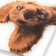 Весы напольные Zelmer ZBS1010 Crazy dog - изображение 4