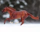 Secretariat traditional жеребець Breyer 1345 - изображение 5