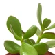 Сукулент Крассула Овата (Crassula Ovata), контейнер 7*7*8 см (s019s) - зображення 2