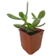 Сукулент Крассула Овата (Crassula Ovata), контейнер 7*7*8 см (s019s) - зображення 3