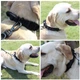 Нашийник для собак Harness, нейлоновий з металевою пряжкою-фастекс, L (45-55см) Чорний (145L-BLACK) - зображення 7