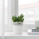 SAMVERKA Горщик для квітів 9см Ikea 503.887.39 - изображение 3
