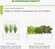 Сменный картридж Click&Grow Зеленый лук 3 шт (4742793007540) - изображение 8