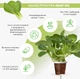 Wymienny wkład Click&Grow Bok Choy 3 szt (4742793009131) - obraz 2