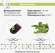 Wymienny wkład Click&Grow Bok Choy 3 szt (4742793009131) - obraz 5