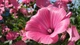 Семена Лаватера, 0,5 г (Семена Украины) - изображение 5