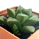 Суккулент Хавортия мутика (Haworthia mutica), контейнер 7*7*8 см (s030s) - изображение 2