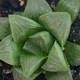 Суккулент Хавортия мутика (Haworthia mutica), контейнер 7*7*8 см (s030s) - изображение 3