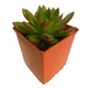 Суккулент Эхеверия Пулидонис (Echeveria Pulidonis), контейнер 7*7*8 см (s055s) - изображение 1