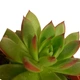Суккулент Эхеверия Пулидонис (Echeveria Pulidonis), контейнер 7*7*8 см (s055s) - изображение 2