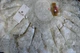 Велюровая скатерть с ранером Selin Gamze Set 160×220+12 салфеток Кремовая - изображение 4