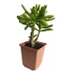 Суккулент Крассула овата Хоббит (Crassula ovata Hobbit), контейнер 9*9*10 см (s064m) - изображение 3