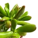 Суккулент Крассула овата Хоббит (Crassula ovata Hobbit), контейнер 9*9*10 см (s064m) - изображение 4