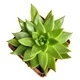 Суккулент Эхеверия Агавовидная (Echeveria agavoides), контейнер 9*9*10 см (s076m) - изображение 2