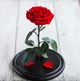 Роза в колбе с подсветкой Красный Вечная роза (SH774467) - изображение 5