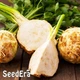 Семена Сельдерей корневой Целитель SeedEra 0,2 г - изображение 2