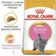 Сухой корм для котят Royal Canin British Shorthair Kitten для пород Британская короткошерстная от 2 до 12 месяцев 10 кг - изображение 2