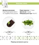 Сменный картридж Click&Grow Салат Ромен 3 шт (4742793008820) - изображение 5