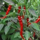 Семена Перец горький Кайенский Чили SeedEra 0,2 г - изображение 3